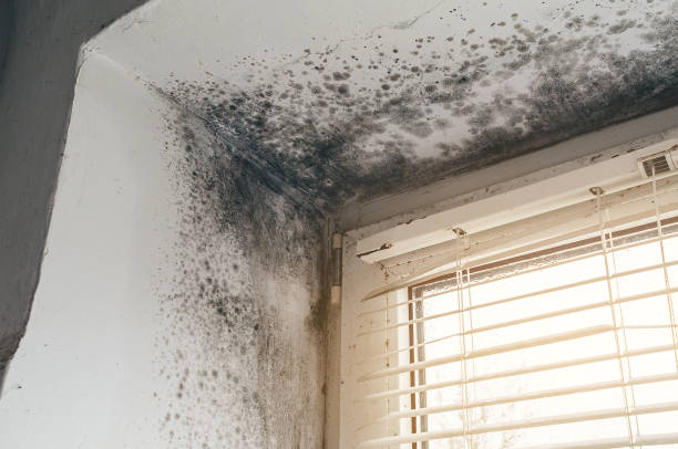 Affordable Mold Removal solutions in Hampton, GA